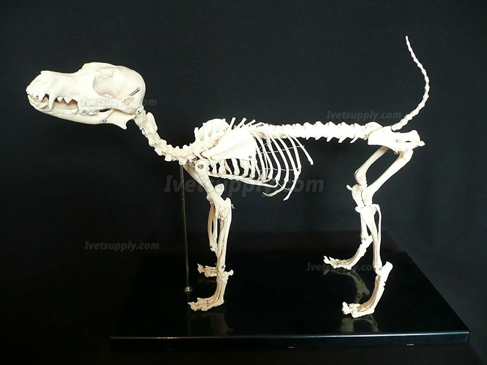 Dog Canine Skeleton Education Study Demonstration Model